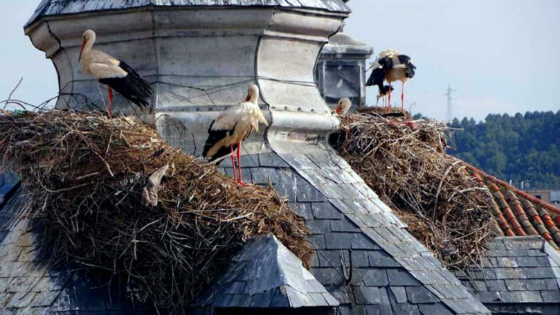 Las Cigüeñas de Alcalá de Henares