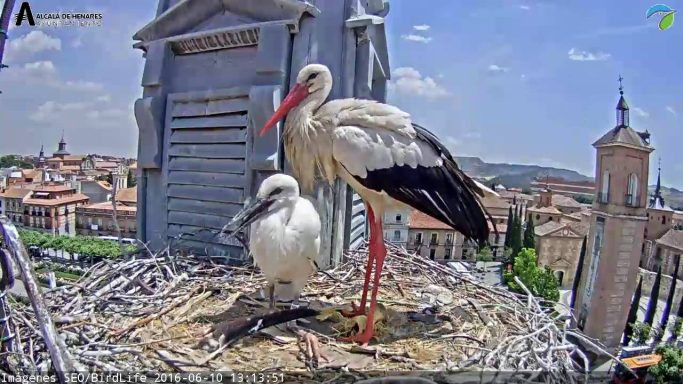 Las Cigueñas